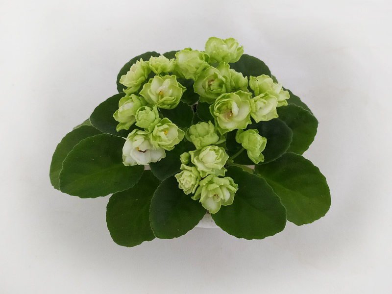 Hunter's Cabbage Goddess.jpg