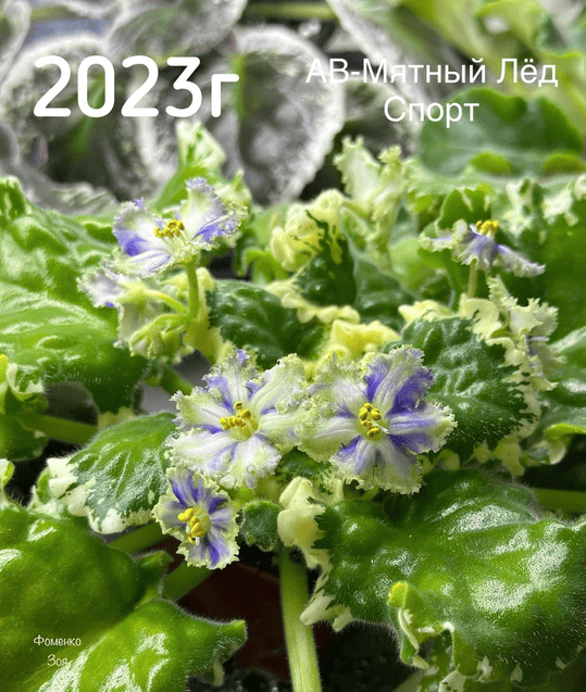photo-output_0111.png