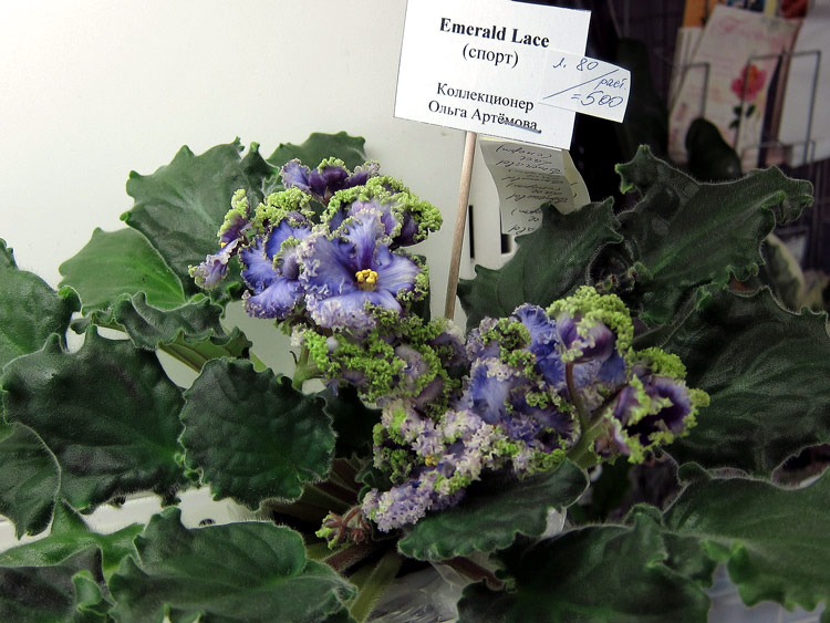 Emerald-Lace-спорт.jpg
