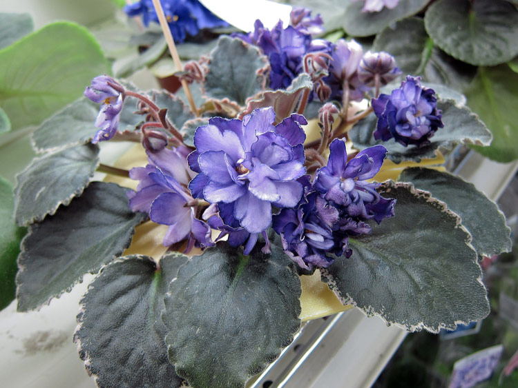 Buckeye-Butterflies.jpg
