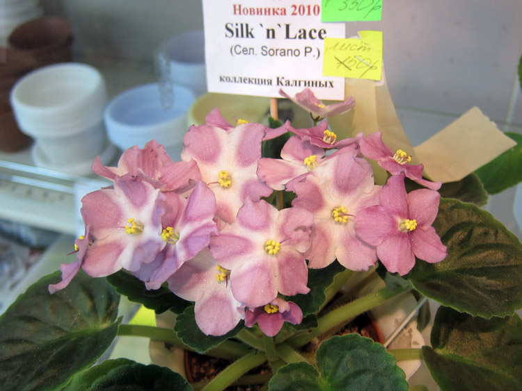 Silk'n'Lace.jpg