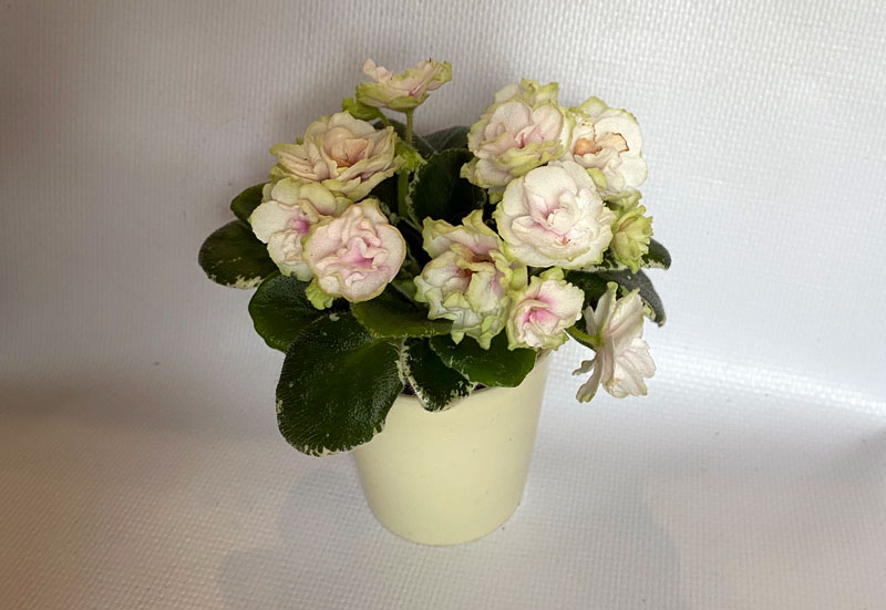 SimSim-Tender-Rose.jpg