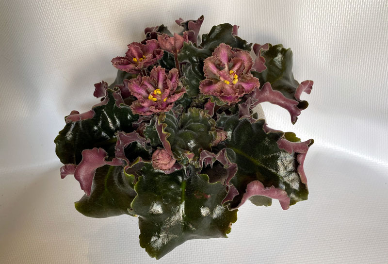 ГЕА-Георгиевская-Лента.jpg