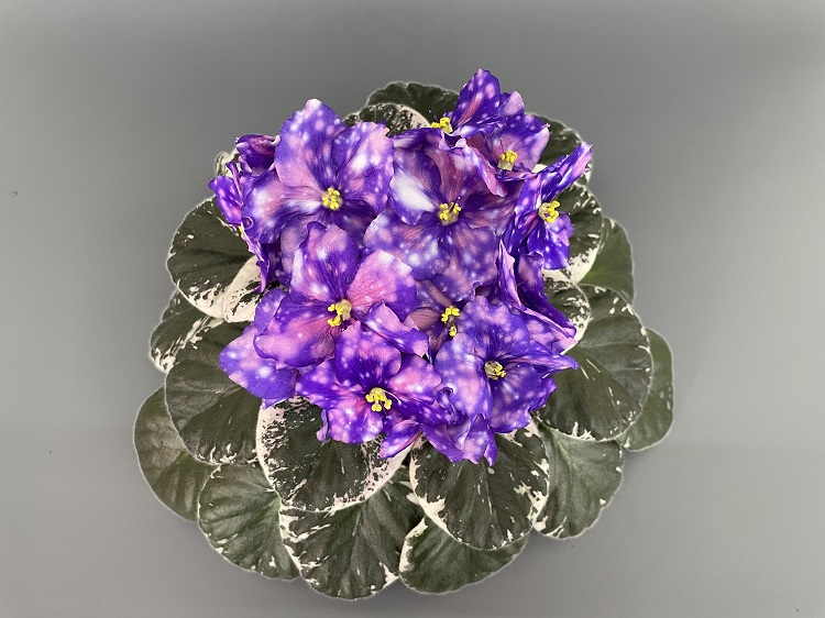 Dn-Kaleidoscop 3.jpg