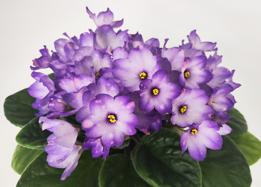 АГ-Лавандовi-Сутiнки.jpg