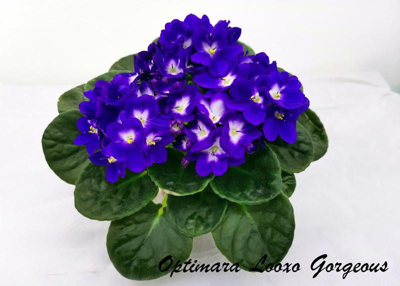 Optimara-Looxo-Gorgeous.jpg