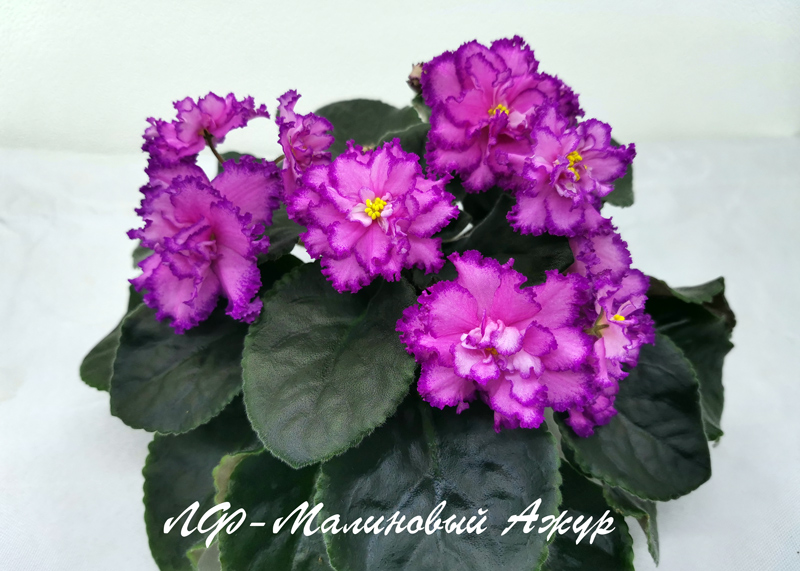 ЛФ-Малиновый-Ажур.jpg