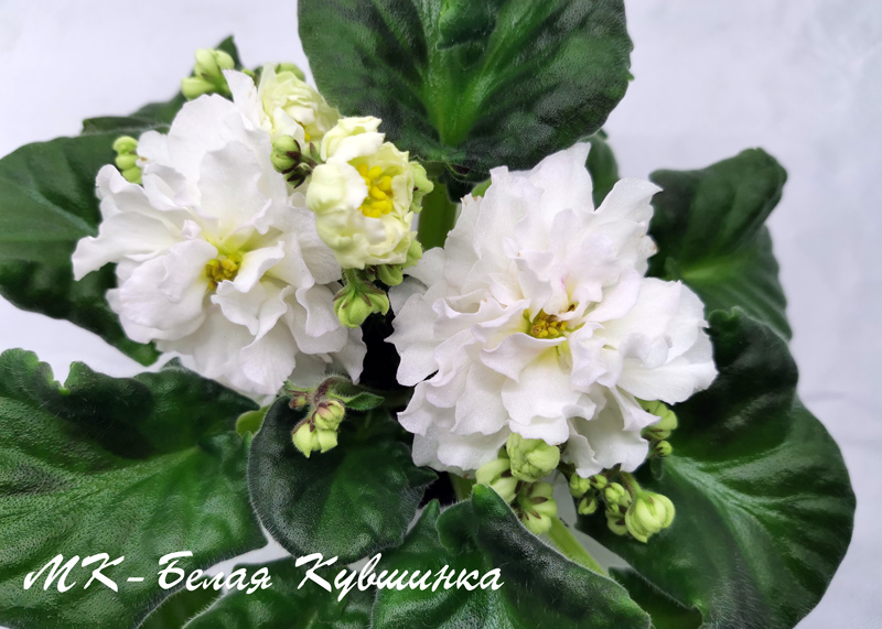 МК-Белая-Кувшинка.jpg