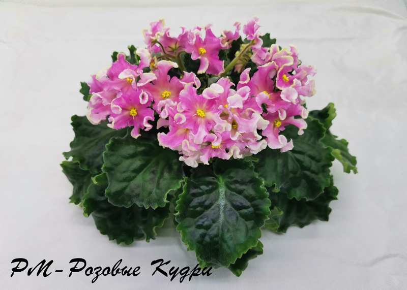 РМ-Розовые-Кудри.jpg