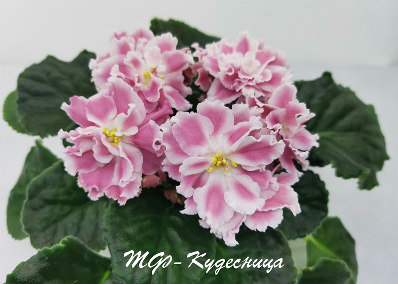 ТФ-Кудесница.jpg