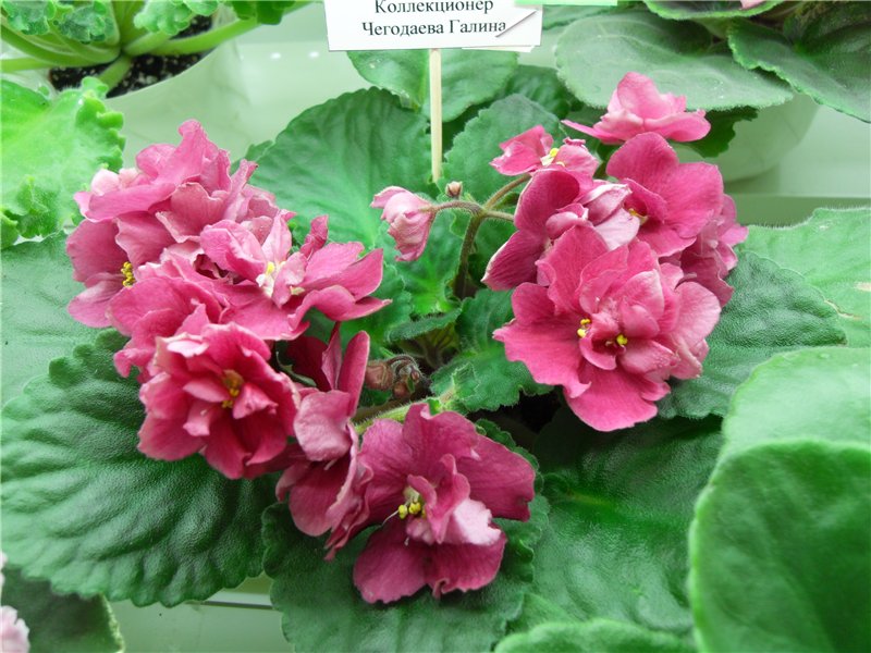 Nes's Coral Blis