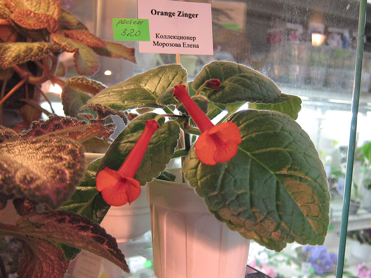 Orange-Zinger.jpg
