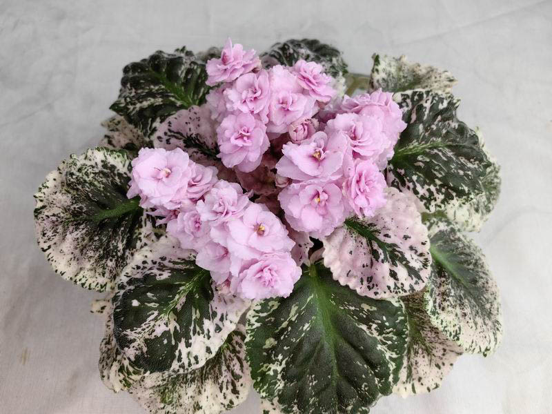 Rose Bouquet.jpg