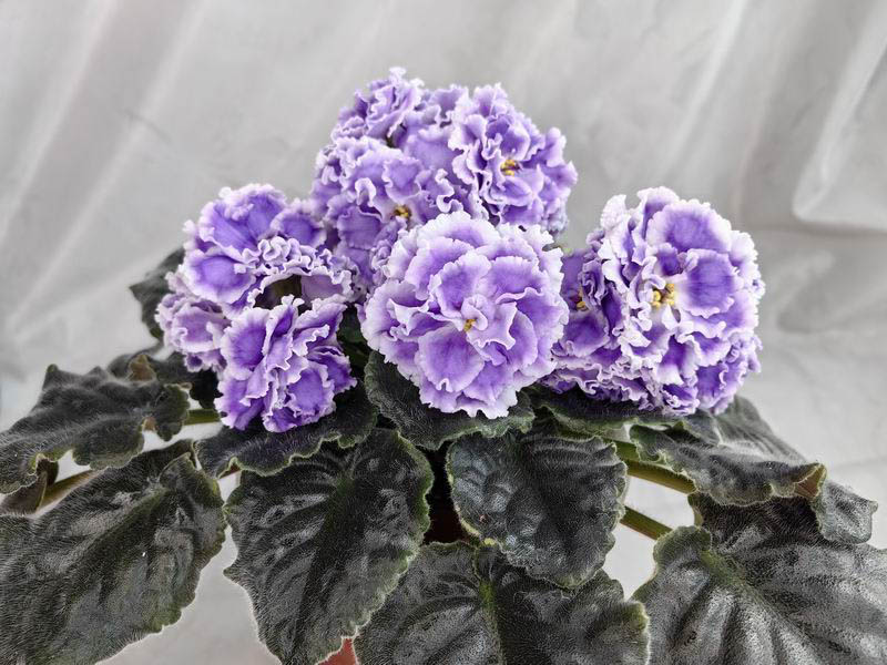 НК-Лилон Лила.jpg