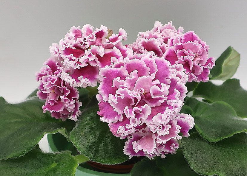 ПТ-Катерина.jpg
