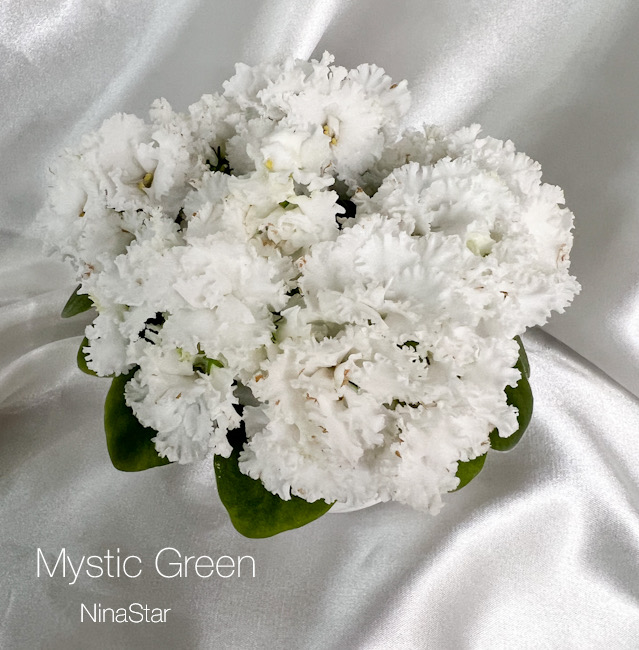Mystic Green
