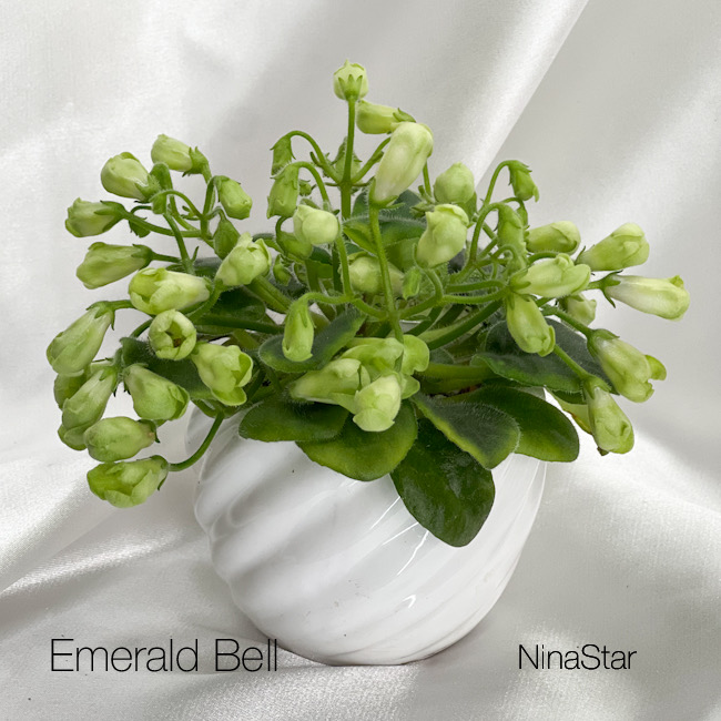 Emerald Bell