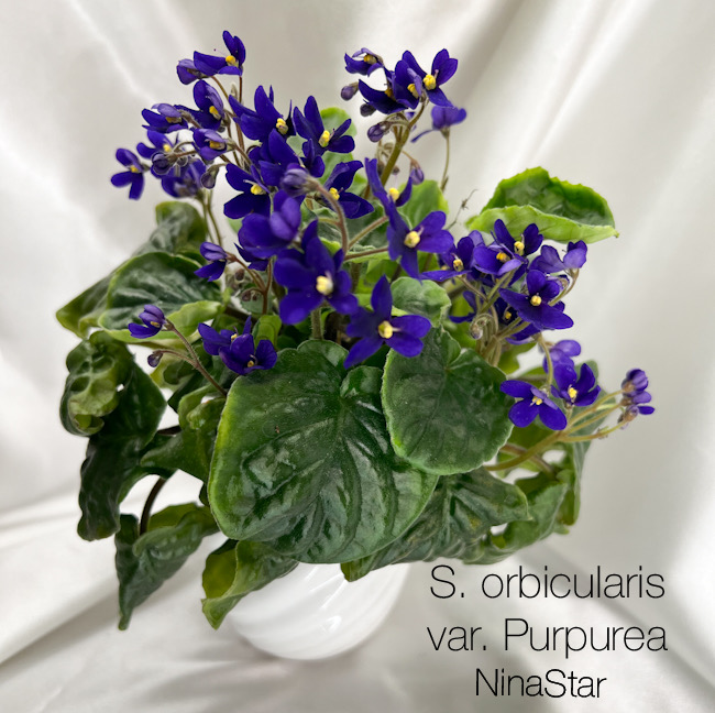 S. orbicularis var. Purpurea