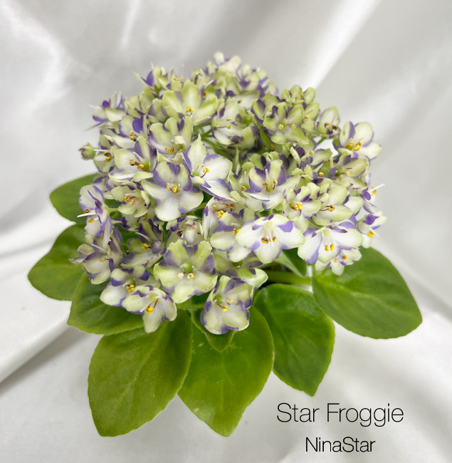 Star Froggie