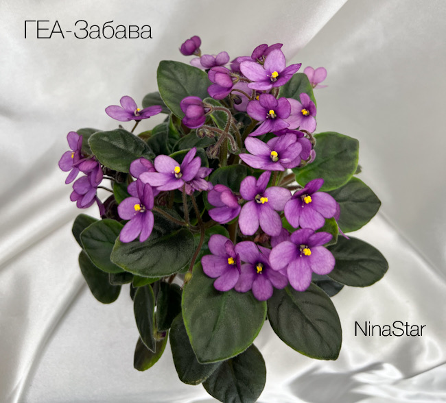 ГЕА-Забава