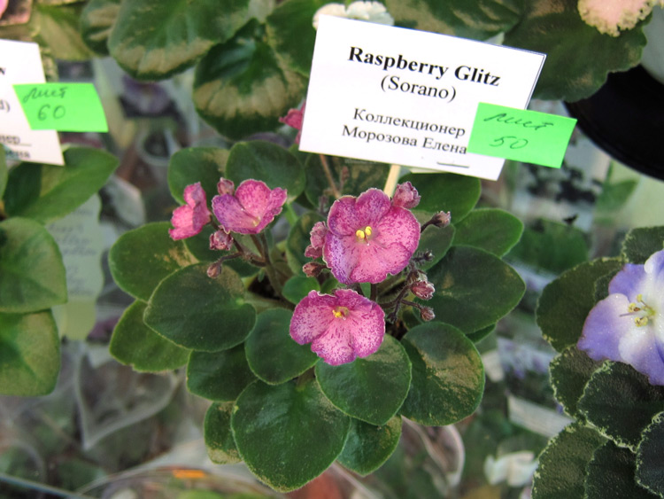 Raspberry-Glitz.jpg