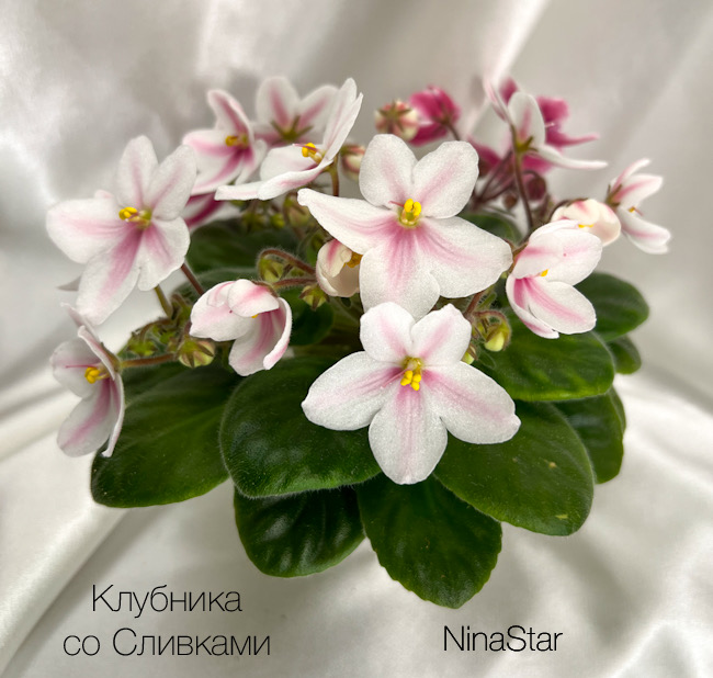 Клубника со Сливками