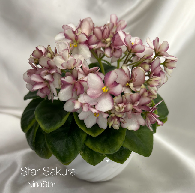 Star Sakura
