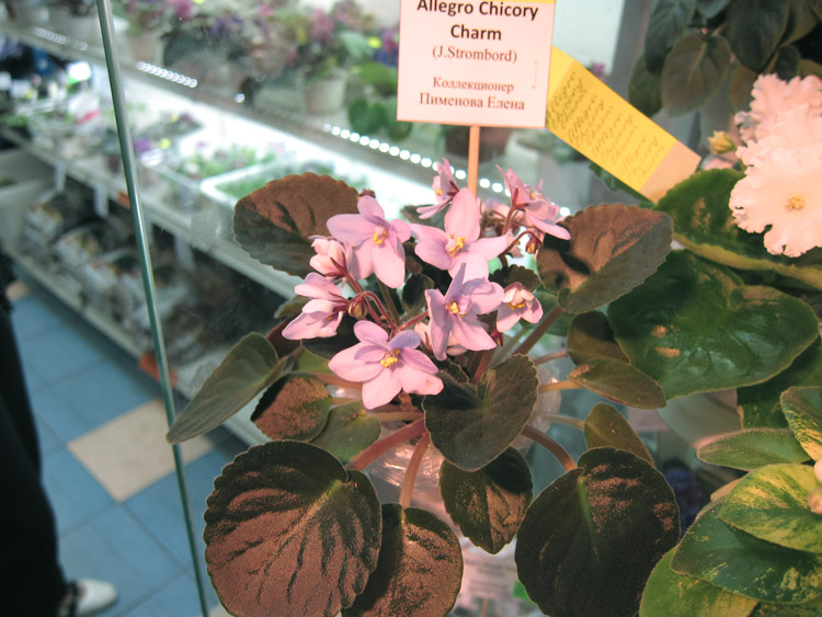 Allegro-Chicory-Charm.jpg