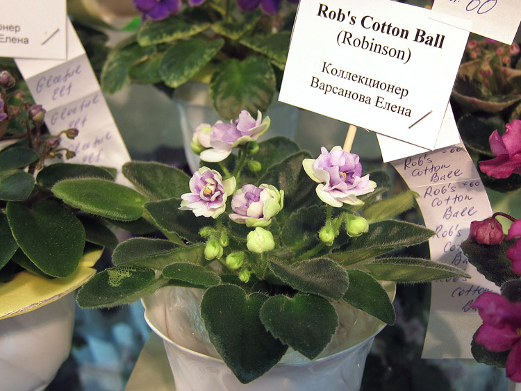 Rob's-Cotton-Ball.jpg