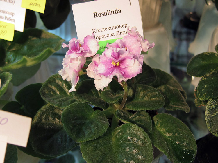 Rosalinda.jpg