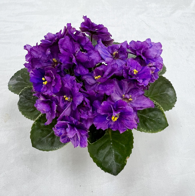 CA319B73-BE60-4BC2-A4BB-51AA8E061FEB.jpeg