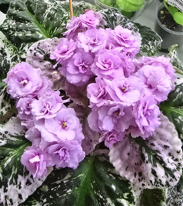 Плессер-rose-bouquet.jpg