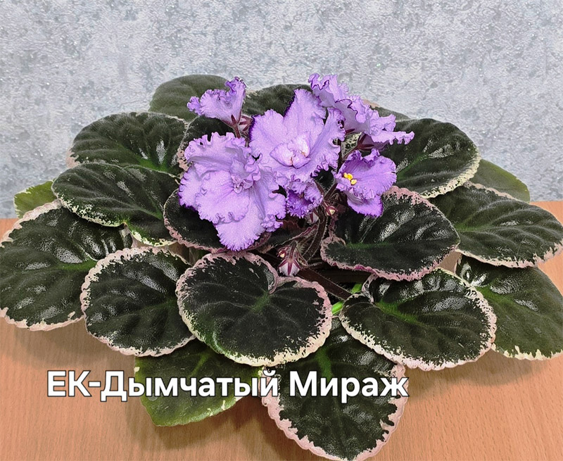 Ивашкина-ек-дымч-мираж.jpg