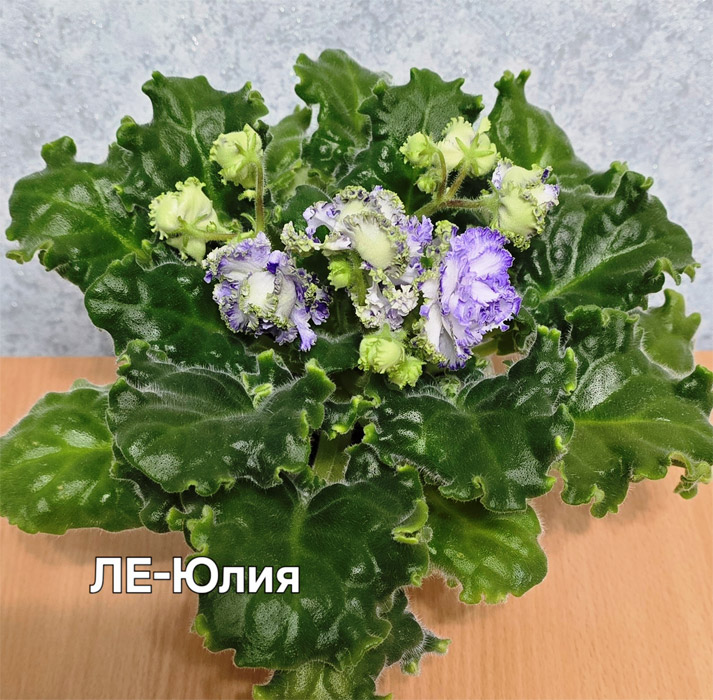 Ивашкина-ле-юлия.jpg