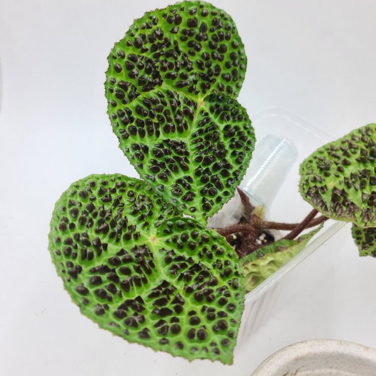 Melanobulata