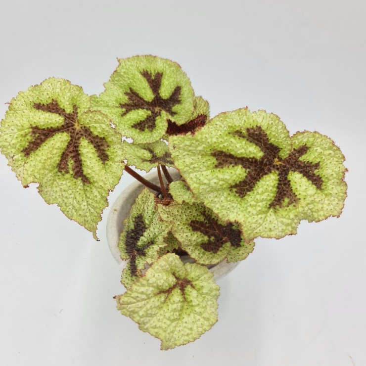 Masoniana Tricolor