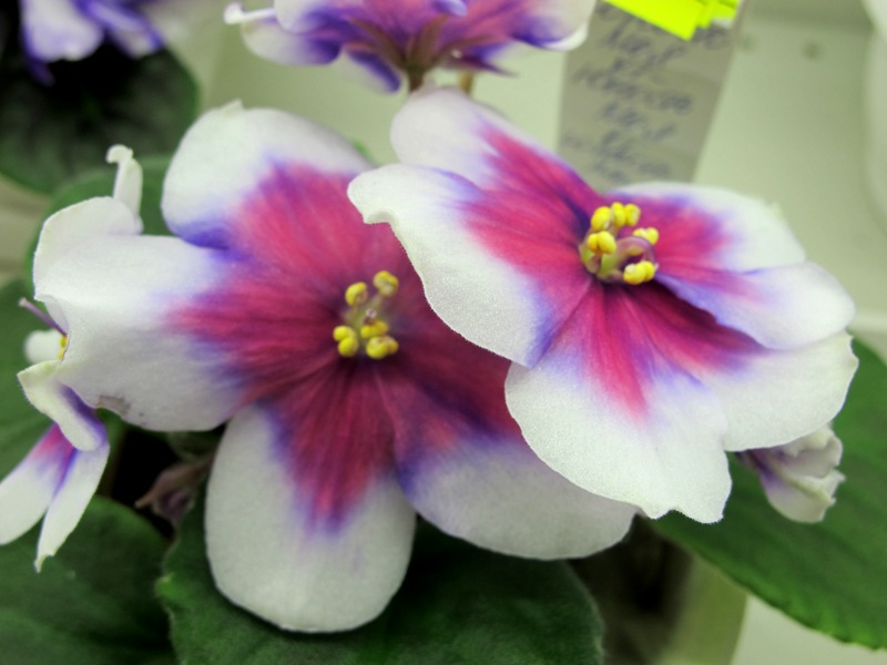 КТ-Юность Моя (кол.Карпова).JPG