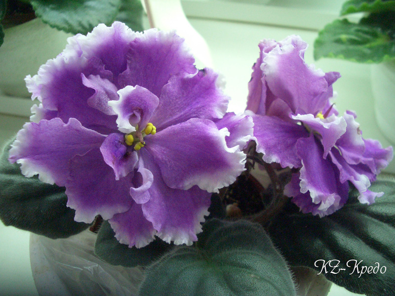 CIMG0388.jpg