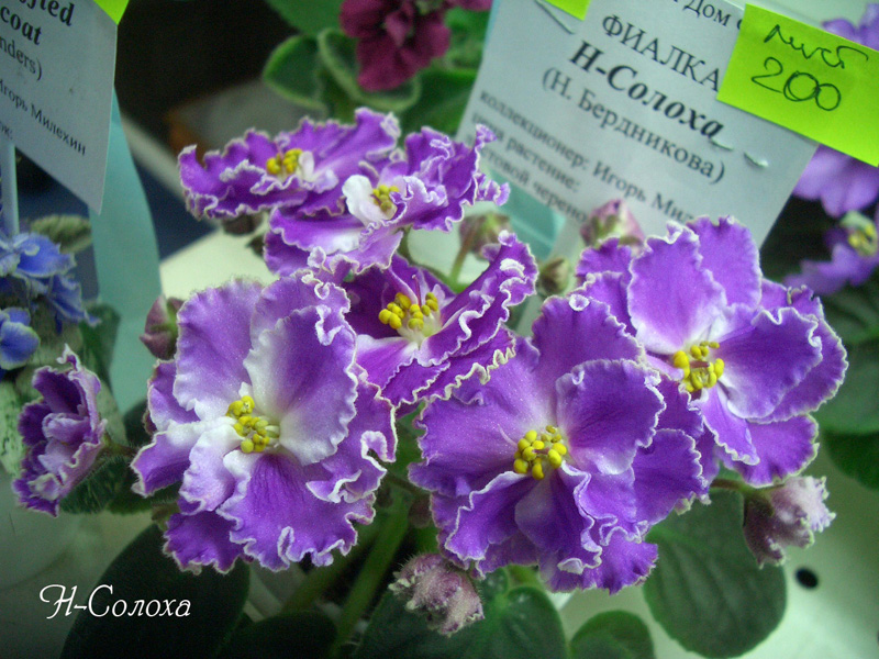 CIMG0422.jpg