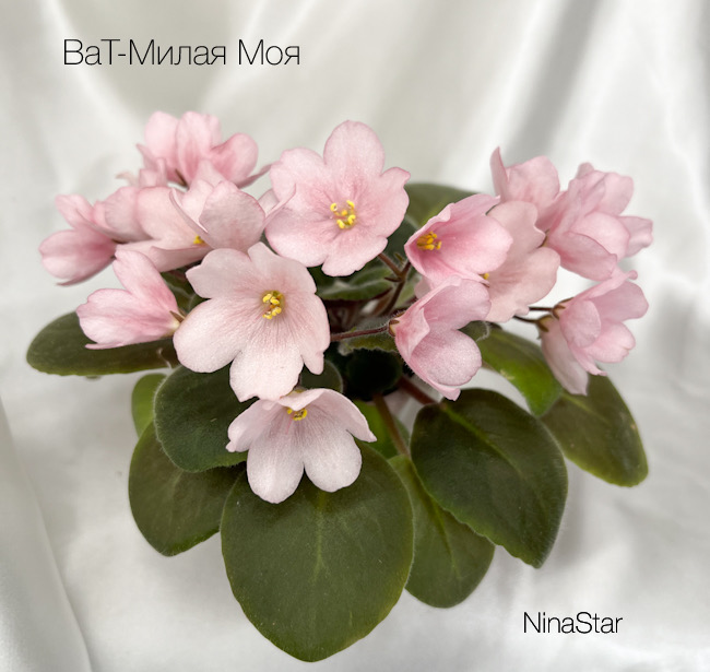 ВаТ-Милая Моя