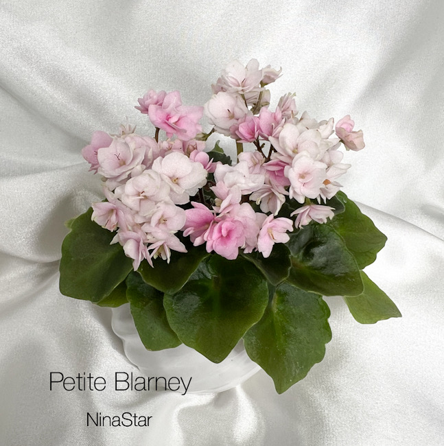 Petite Blarney