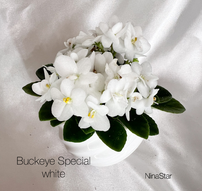Buckeye Special white