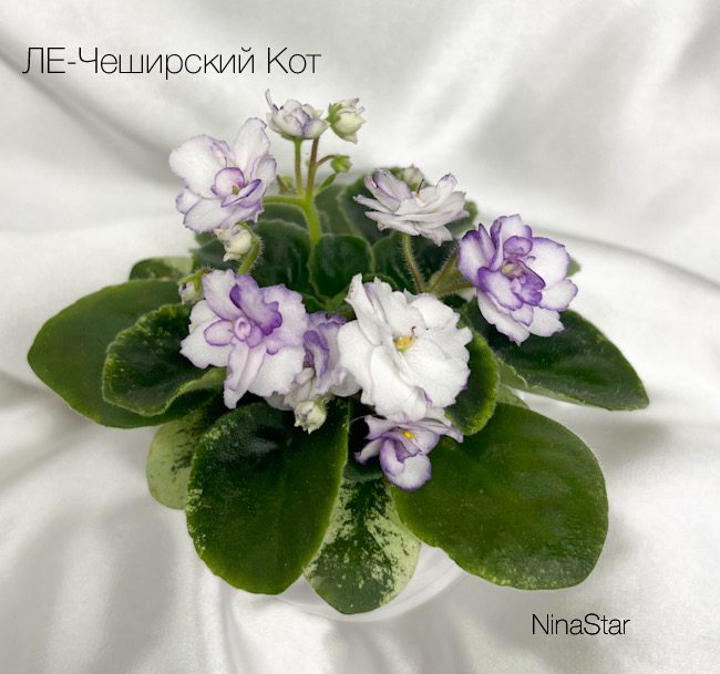 ЛЕ-Чеширский Кот