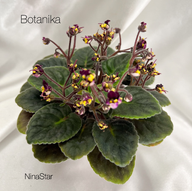 Botanika