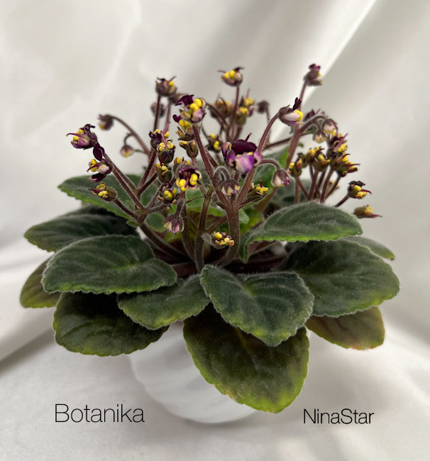 Botanika