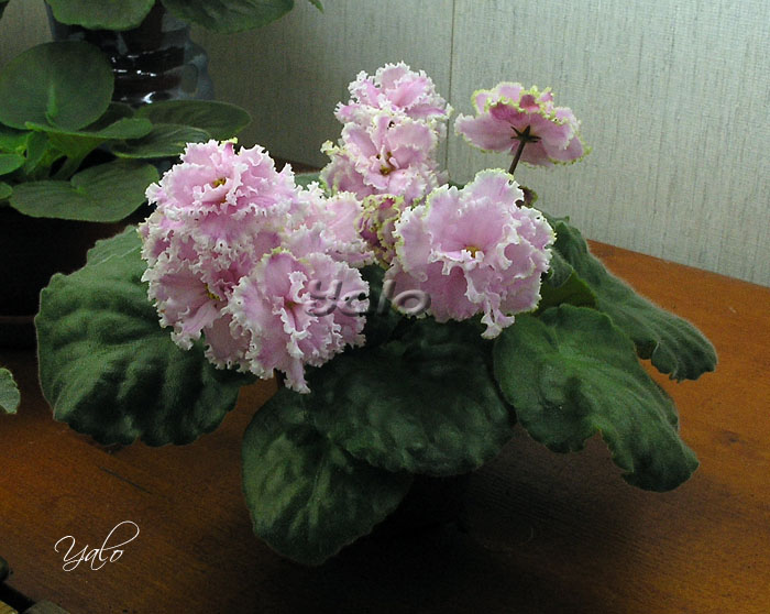 Зима Улыбается