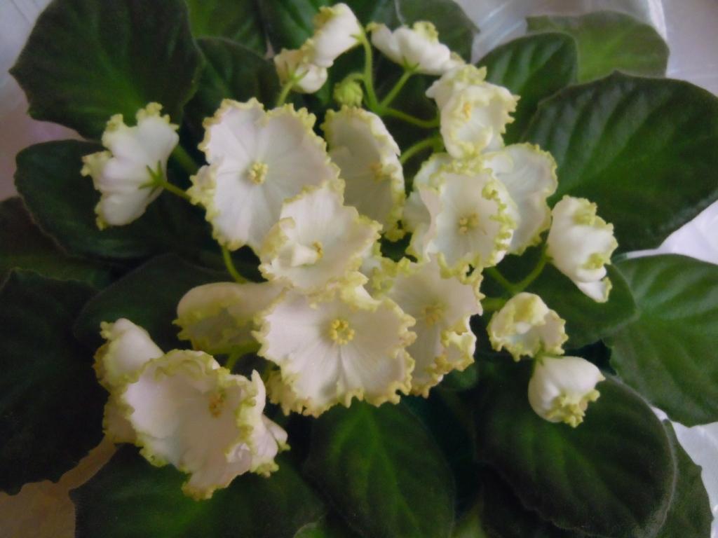 Парниковый Эффект(К.Морев)