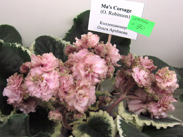 Ma's-Corsage.jpg