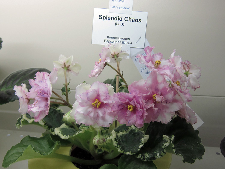 Splendid-Chaos.jpg