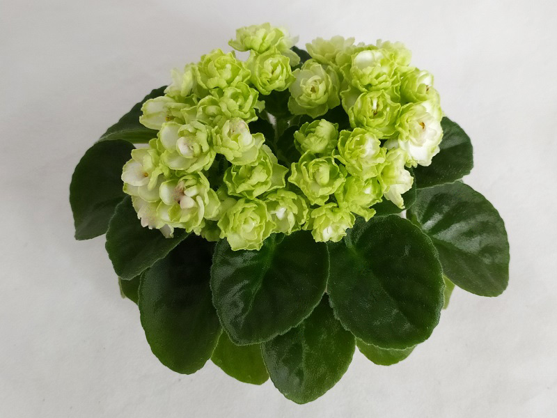 Hunter's Cabbage Goddess.jpg